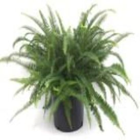 Kimberly Fern Product Image